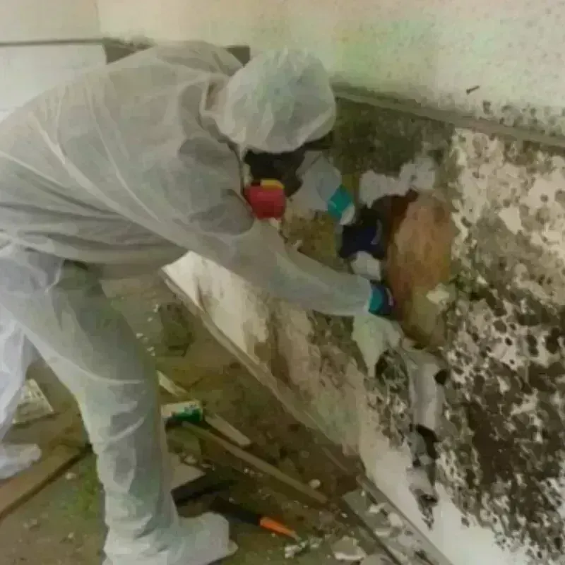 Mold Remediation and Removal in Williamsburg, IA